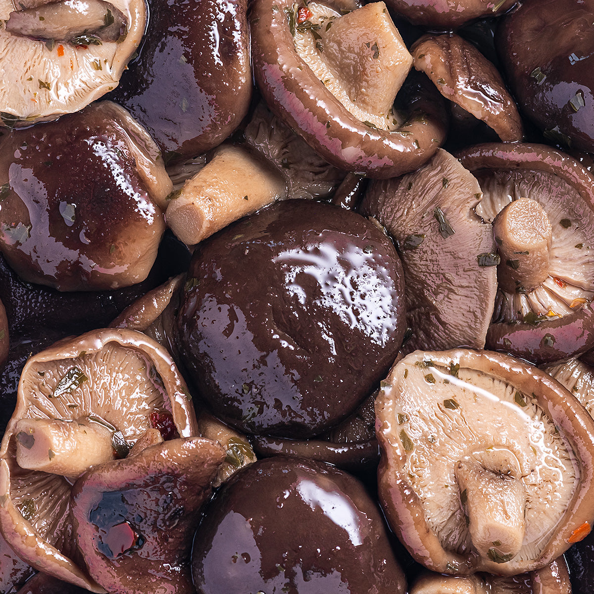 Hongos silvestres